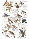 Redesign Décor Transfers® - Postal Birds - size 60,96 cm x 88,90 cm, cut into 3 sheets