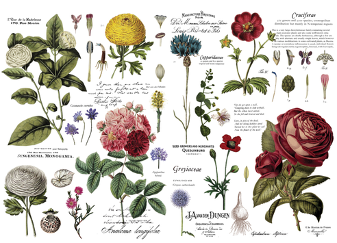 [655350646509] Redesign Décor Transfers® - Vintage Botanical - size 96,52 cm x 88,90 cm, cut into 6 sheets